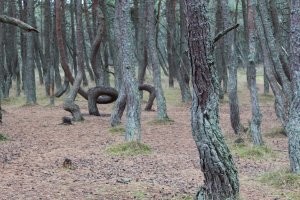 Расскажите кто нибудь автору про "танцующий лес"  на Куршской косе в Калининградской области.