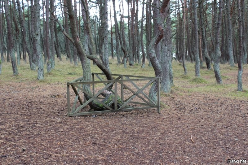 Расскажите кто нибудь автору про "танцующий лес"  на Куршской косе в Калининградской области.