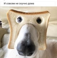 Это всё для тебя: животные, которые подарили хозяевам самое дорогое