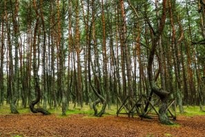 Это вы не знаете о чём пишите. Эти деревья никто из людей не кривил. Они абсолютно идентичны нашему Танцующему лесу на Куршской косе. И места эти в принципе рядом. Даже у нас есть несколько версий по происхождению такого искривления. И многие, как раз основываясь на идентичности этих лесов и их деформации полагают, что это от насекомого вредителя, который в процессе роста молодого дерева, уничтожал определённые почки и поражал древесину. Дерево, росло в сторону неповреждённых тканей, потому и получалась причудливая форма. На фото представлены группа одинаковых деревьев, но искривления разные что в польском лесу, что в нашем Танцующем. У нас они сильнее и разнообразнее. Помимо эти двух мест есть очень похожий лес в Рязанской области. Найдите отличия и определите где какой лес просто по фото. Уверяю вас, что польский и наш Танцующий просто один в один - видела лично и не один раз.