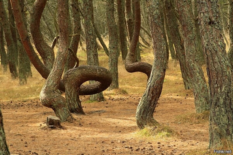 Это вы не знаете о чём пишите. Эти деревья никто из людей не кривил. Они абсолютно идентичны нашему Танцующему лесу на Куршской косе. И места эти в принципе рядом. Даже у нас есть несколько версий по происхождению такого искривления. И многие, как раз основываясь на идентичности этих лесов и их деформации полагают, что это от насекомого вредителя, который в процессе роста молодого дерева, уничтожал определённые почки и поражал древесину. Дерево, росло в сторону неповреждённых тканей, потому и получалась причудливая форма. На фото представлены группа одинаковых деревьев, но искривления разные что в польском лесу, что в нашем Танцующем. У нас они сильнее и разнообразнее. Помимо эти двух мест есть очень похожий лес в Рязанской области. Найдите отличия и определите где какой лес просто по фото. Уверяю вас, что польский и наш Танцующий просто один в один - видела лично и не один раз.