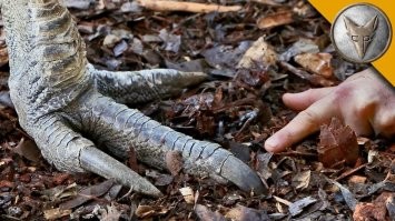 Вот смотри...
Это его когти...
И ПРИКИНЬ когда ты берёшь эту пчичку за шею которая весит ОТ 60+кг....
Происходит примерно вот как на видео! И Интересно ты прям сможешь удержать в руках птицу под 60+кг?