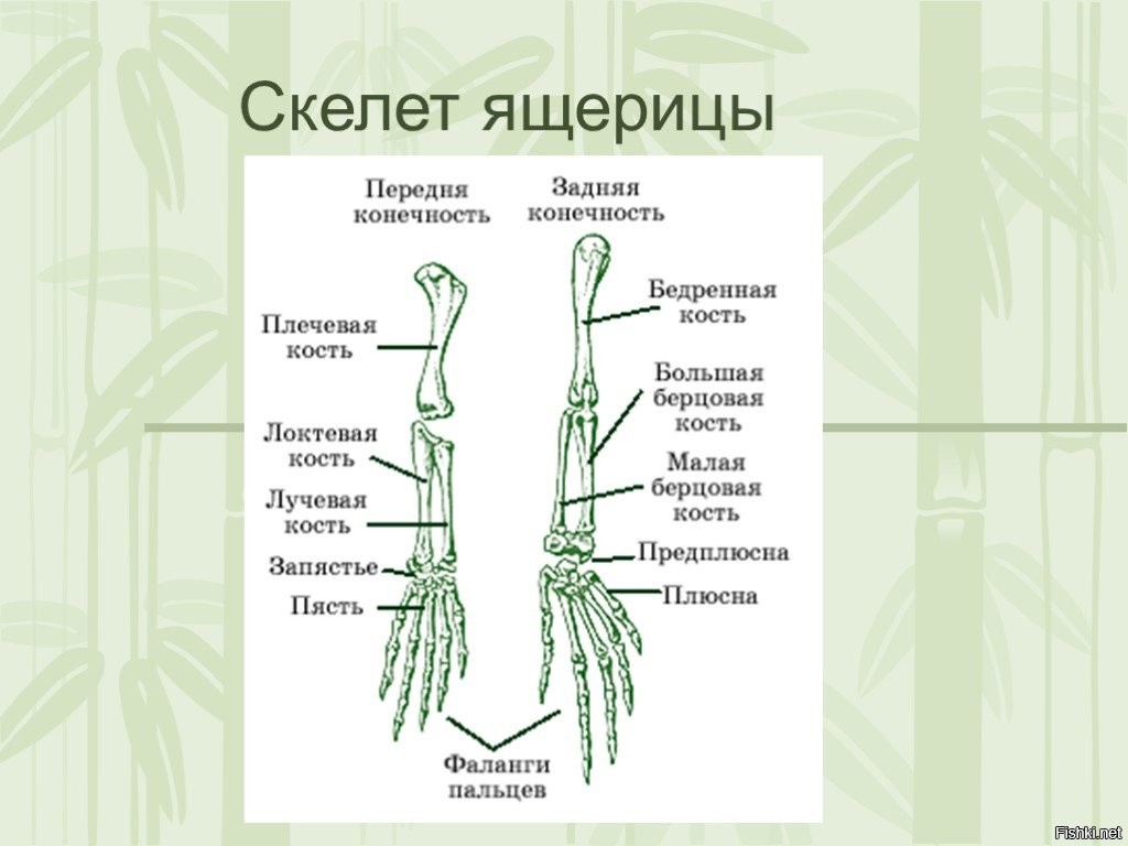 Рисунок конечности варана