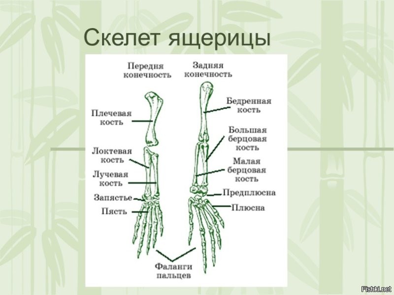 Всё верно- пальцев 5, но они прямые, у ящериц нет большого пальца. 
Вывод- нейросеть создали рептилоиды, ну или просто свою закачали в наш интернет без адаптации движка под анатомию человека.