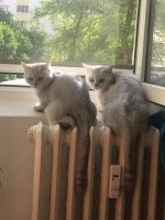 Вот это и называется: попу греть.