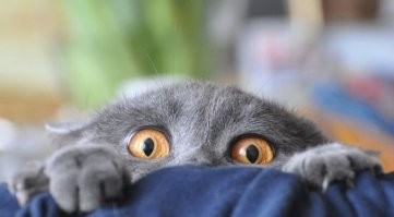 Последняя фотка: моя Муся одно время любила отдыхать на бойлере.