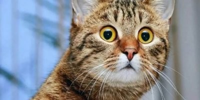 Последняя фотка: моя Муся одно время любила отдыхать на бойлере.