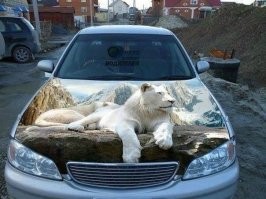 Фотоподборка