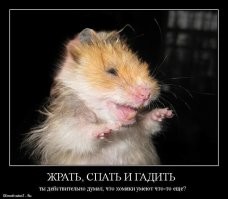 Владелец хомяков готовит для любимцев ресторанные блюда