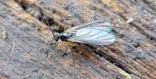 Вот эта тварь, так называемый грибной  комарик, быстрее всех находит грибы.