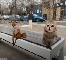 Красноярский депутат отравился мухоморами и загремел в реанимацию