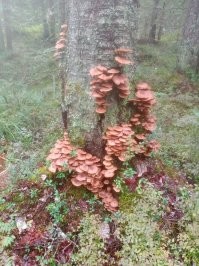 Опята в прошлом году рядом с Питером.