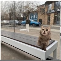 Красноярский депутат отравился мухоморами и загремел в реанимацию