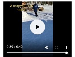 В Карелии чиновник и зоозащитница подрались из-за содержания бездомных собак