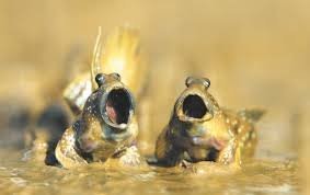 Илистые прыгуны...