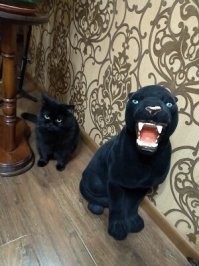 знакомые переезжали и отдали такую вот керамическую игрушку, наша кошка сначала шипела на неё и обходила стороной, потом привыкла и перестала обращать внимание