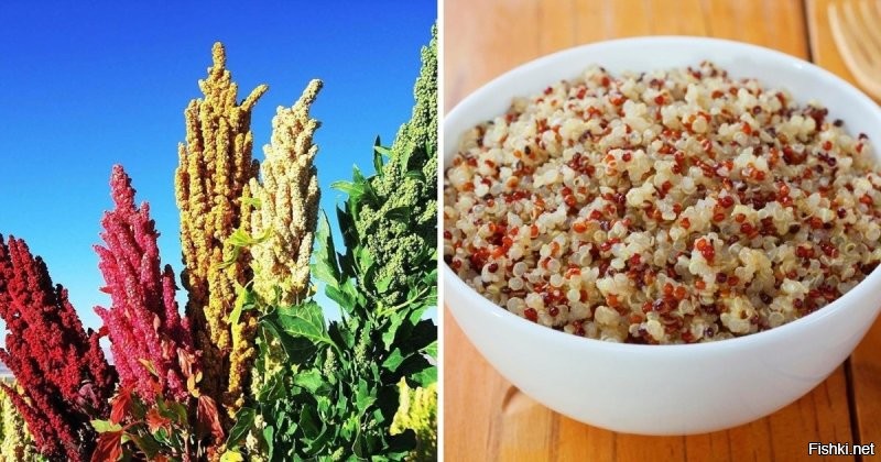 lКиноа   популярная ныне зерновая культура, содержащая рекордное количество белка. Обладает ореховым привкусом
В России это амарант если че.