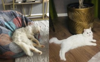 мой подобрыш. сегодня ровно год как он нашел дом.