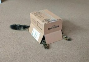 А кто тут? Кроме коробки ничего не вижу.
