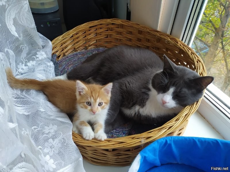 Старший Федя, ему 6 лет на момент фото, и маленький Сеня, второй день у нас. 
Степан, первый день.
Федю забирал у друга с работы, там кошка котят принесла.
Сеня и Степан подвальные ребята, забирали с передержки.
Теперь у нас дружный трикотаж.