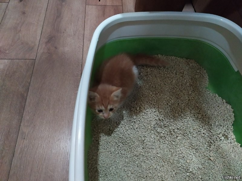 Старший Федя, ему 6 лет на момент фото, и маленький Сеня, второй день у нас. 
Степан, первый день.
Федю забирал у друга с работы, там кошка котят принесла.
Сеня и Степан подвальные ребята, забирали с передержки.
Теперь у нас дружный трикотаж.