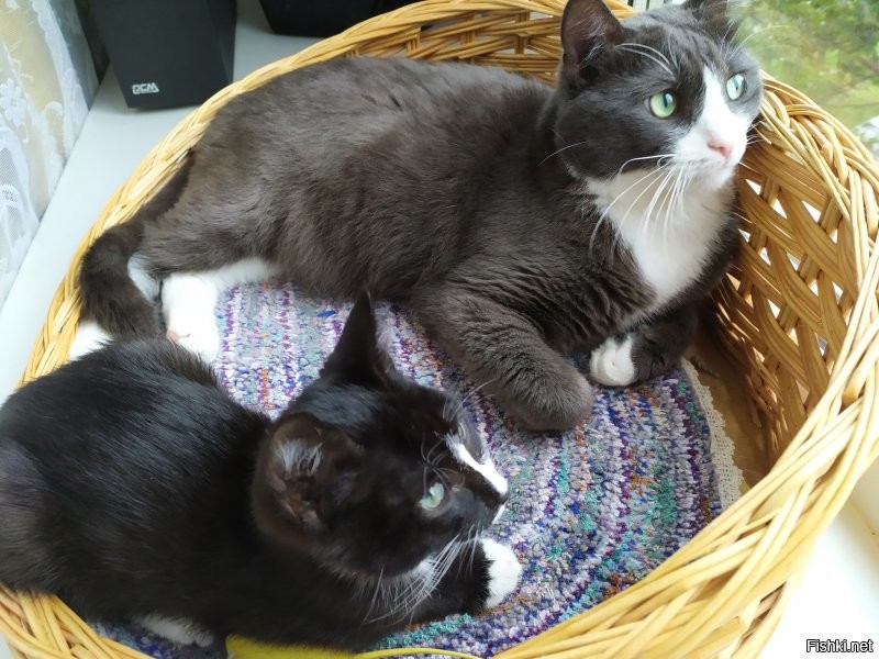 Старший Федя, ему 6 лет на момент фото, и маленький Сеня, второй день у нас. 
Степан, первый день.
Федю забирал у друга с работы, там кошка котят принесла.
Сеня и Степан подвальные ребята, забирали с передержки.
Теперь у нас дружный трикотаж.