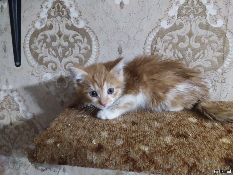 Старший Федя, ему 6 лет на момент фото, и маленький Сеня, второй день у нас. 
Степан, первый день.
Федю забирал у друга с работы, там кошка котят принесла.
Сеня и Степан подвальные ребята, забирали с передержки.
Теперь у нас дружный трикотаж.