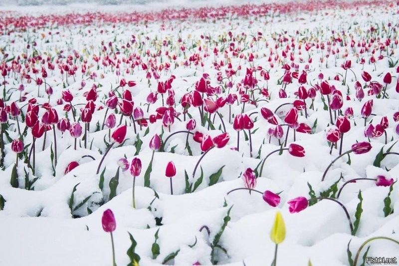 У кого 8 марта тюльпаны, а у кого 20 см мокрого снега