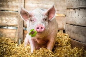 17 продуктов, которые в первоначальном виде выглядят совсем иначе, чем на прилавках