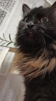 Мой сам пришел, сидел на лавочки ночью, чую в ногах кто то трётся, ну вот всё сам меня выбрал. Уже 12 лет со мной.