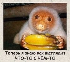 Странное животное со странным названием