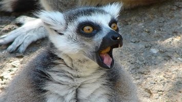 Но коммент
