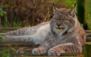 Или рысёнок, или недомерок - хорошая рысь в маленькую дверь для собаки не пролезет!