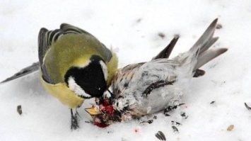Синичка, синичка- воробью сестричка.