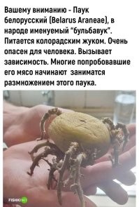 Больше на клеща похоже)))