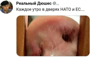 10 хищников, которые вводят в заблуждение своим очаровательным внешним видом