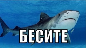 12 самых опасных подводных гадов Египта, встречи с которыми лучше избегать