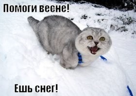 Мемные расследования: история появления Джонни Кэтсвилла