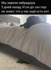 У лабрадора нюх отсутствует?