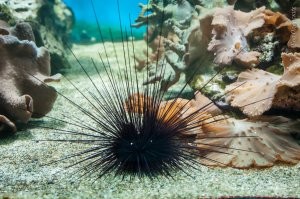 Про акул... их активность наоборот ближе к Хургаде. Про инциденты в Шарме не слышал. 
 Ёжики прячутся в кораллах, но иглы ска далеко торчат. Скатов в основной массе ловят и отрубают хвосты. Но бывает заплывают на пляж и хвостатые. Барракуды с муренами на пляже не живут, это аквалангистам бояться надо. Но и все остальные рыбы не на столько безобидные.  У них челюсти приспособлены грызть коралл, потому совать пальцы им в рот не рекомендуют. Даже просто остановившись в воде привлекаешь внимание местных  обитателей, некоторые туристы их кормят. Ты встаёшь толпа мелочи тебя окружает, радуешься, а те что по больше в досаде, что еды не дают могут за ногу цапнуть.