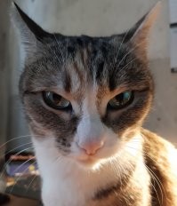 иииии! с вами дина-котэ!
сейчас я вам покажу, как надо правильно драть мягкую мебель, уничтожать комнатные растения, а главное, как надо правильно будить хозяина в любое время ночи!