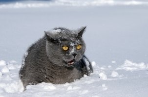 Прикольные картинки с комментариями