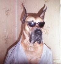 Факт.. Сколько мы мучались с этими ушами, чтобы они стояли, и массировали, и приклеивали..