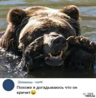 Замена медведю в кустах?