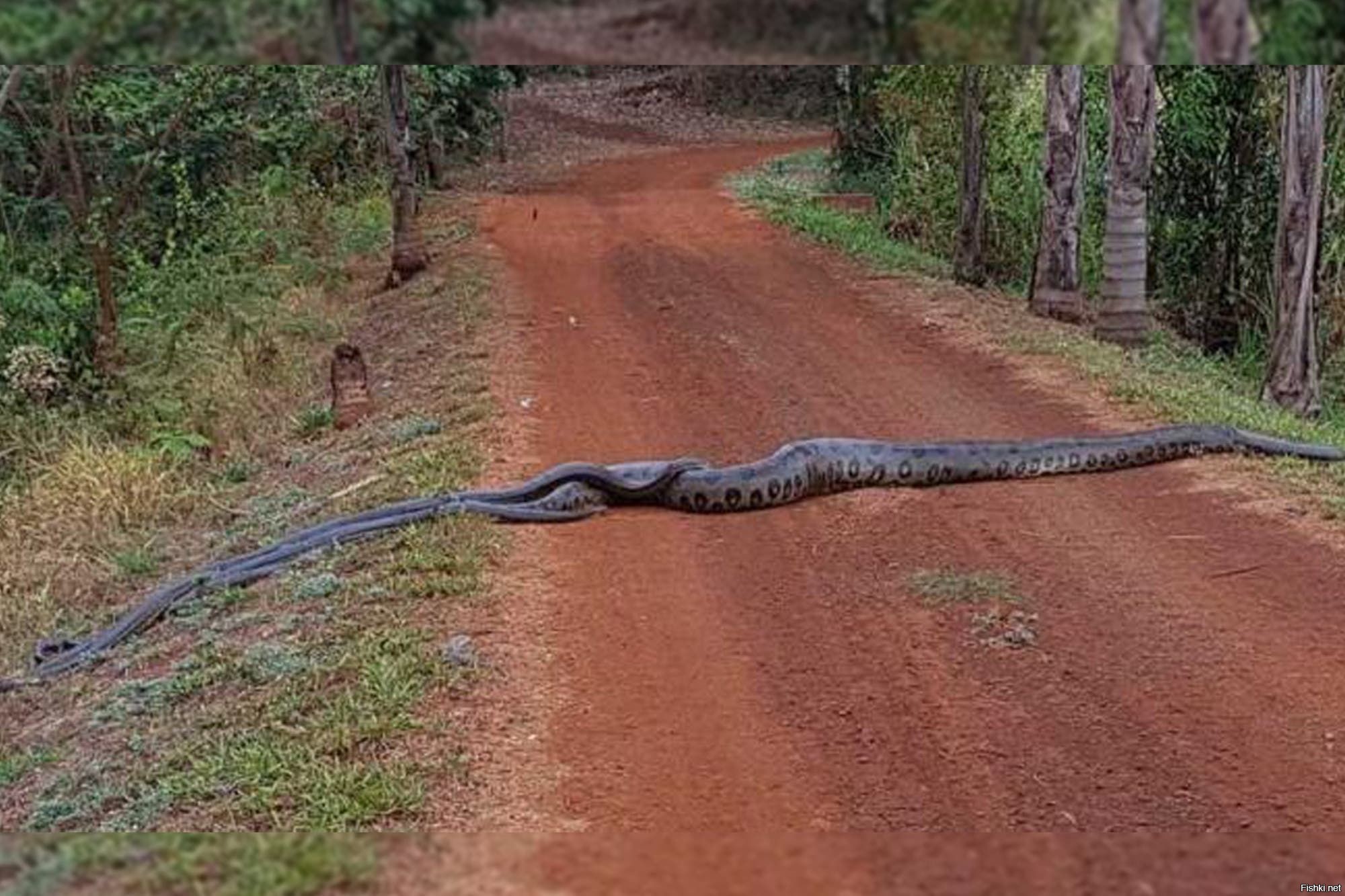 Огромная анаконда. Анаконда змея. Самая большая змея в мире Анаконда Анаконда.
