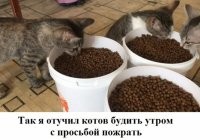 Котов так не проведёшь. Им нужен свежий корм, а не тот, который уже 15 минут лежит в миске.