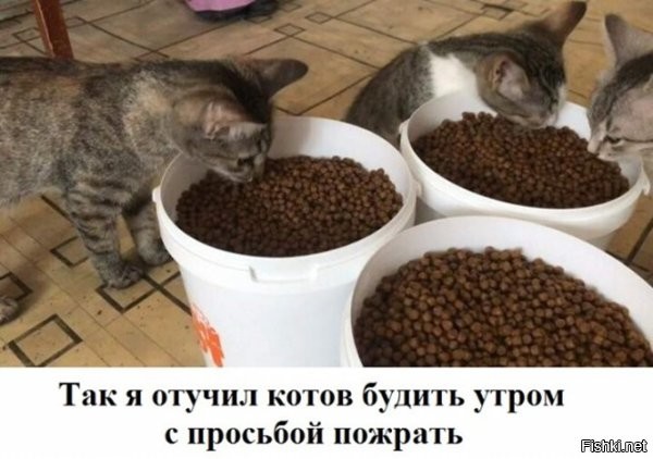 Котов так не проведёшь. Им нужен свежий корм, а не тот, который уже 15 минут лежит в миске.