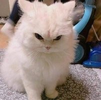 Разные коты бывает, кто-то флегматично лежит у ветеринара, кто-то со страху пытается сбежать по потолку, а кто-то, как кот в видео - дерётся за свою жизнь.
Ему ведь не объяснишь, что это для его же блага. он себе в коробку черепную втемяшил что  это смертельно опасные люди, в смертельно опасном кабинете,  хотят его изничтожить и погубить.. вот и лупится как кобра-тигр.
Мой такой же был, первые несколько походов в вет клинику, я бушлат армейский одевал, кожаные перчатки, у удерживал  этот комок ярости и гнева, пока доктор ставил укол, а потом ещё в переноску его запихивал аж пот на затылке выступал.. ой как  это было не просто.
А потом привык запаху вет клиники, понял что его тут не будут резать по живому,  и расслабился.. даже капельницу ему можно было ставит, он не сопротивлялся особо... так для формы пару раз возмущённо мяукнул.  Тока когда ему брюхо брили перед УЗИ, тогда он тоже понял что-то что-то тут не так и пытался дать стрекача.. но там обстановка была вообще караул. УЗИ делал доктор  по лошадям,  ибо его рекомендовали и ехать пришлось на конюшню,  а кот первый раз в жизни видел этих исполинов и с этого пересрал не на шутку. Такая громадина рядом стоит фыркает и землю копытом роет, а с тебя шерсть сбривают.. очевидно же, сейчас ты пойдёшь на корм этому чудовищу. Надо срочно бежать и по возможности убить всех вокруг, кто мешает.