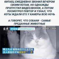 Они просто ждали, пока он наконец перестанет трындеть и даст им пожрать