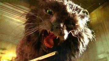 Боевая котя!  Рально опасный хищник, хоть и мелкий. Котзиллу из "Мышиной охоты" вспомнила.)))